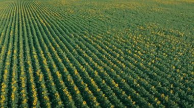 Çiçekli ayçiçeği tarlası - Yörünge İHA atışı