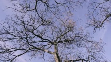 Güzel çıplak ağaç dalları silueti canlı mavi gökyüzüne karşı, doğal zarafet ve detayı yakalıyor - Parlak Mavi Gök 'e Karşı Karmaşık Çıplak Ağaç Dalları