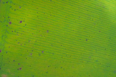 Detaylı doku açıkça doğal damarları ve dinamik bir şablon oluşturan çapraz çizgileri gösteriyor. Bu kavramsal geçmiş biyoloji, botanik araştırma ve çevre konuları için mükemmeldir..