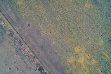 Parlak sarı bir alanda ağaçlık bir hat boyunca savunma amaçlı toprak çalışmalarının insansız hava aracı görüntüsü. Topçu kraterlerinin ağır yaraladığı bir savaş alanı manzarası. Askeri strateji ve çiçek kamuflajı. Tarıma zarar.