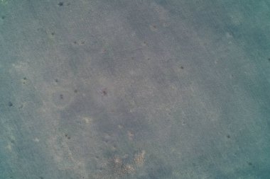 Uçsuz bucaksız, koyu yeşil bir çayırın yukarıdan görünüşü. İçinde küçük toprak lekeleri olan minimalist çimen dokusu var. Tuvale ya da kumaşa benzeyen, tarımsal tasarım, duvar kâğıdı ve kopyalama alanı düzeni için ideal bir tekdüze arkaplan..