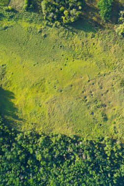 Parlak yeşil bataklık çayırı ile karanlık sık bir orman arasındaki keskin sınırın dikey hava görüntüsü, iki ekosistemin kenarı ve kitap kapakları için uygun biyolojik çeşitlilik kontrastını gösteriyor.