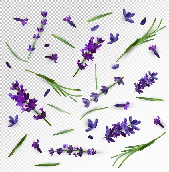 Bela flor de lavanda violeta em fundo transparente. Banner com flores de lavanda para perfumaria, produtos de saúde, convite de casamento. Ilustração vetorial — Vetor de Stock