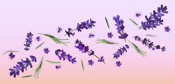 Coleção lavanda flor violeta. Banner com flores de lavanda para perfumaria, produtos de saúde, convite de casamento. Ilustrações vetoriais — Vetor de Stock