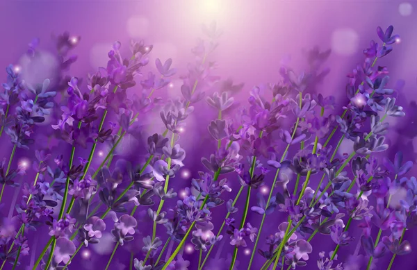 Violet levendula mező. Virágok levendula és naplemente csillogás vége. Virágzó Violet illatos levendulavirág. Illusztráció illatszerekhez, egészségügyi termékekhez, esküvőhöz. Franciaországba. Vektorillusztráció. — Stock Vector