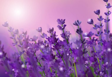 Çiçekli menekşe lavanta tarlası. Gün batımında çiçek desenli lavanta. Mor kokulu lavanta çiçekleri. Parfüm, sağlık ürünleri, düğün için resim. Provence, Fransa. Vektör