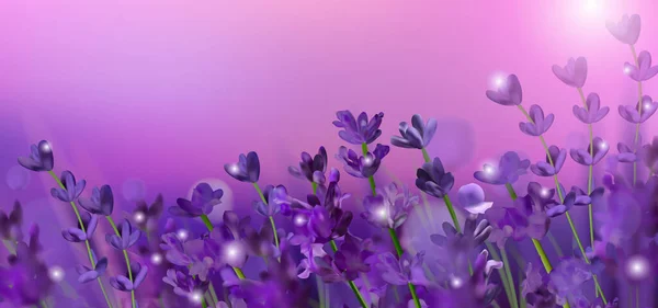 Campo de lavanda violeta florescente. Flores lavanda glitter sobre ao pôr do sol. Flores de lavanda perfumadas violetas. Ilustração com para perfumaria, produtos de saúde, casamento. Provence, França. Vetor — Vetor de Stock