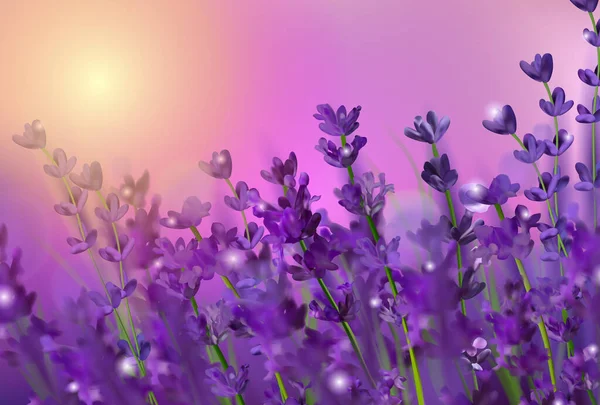 Violett lavendelfält. Blommor lavendel och solnedgång glitter över. Blommande violdoftande lavendelblommor. Illustration med för parfym, hälsoprodukter, bröllop. Frankrike. Vektorillustration. — Stock vektor