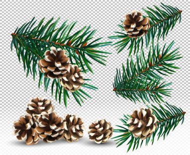 Çam kozalağını ve ladin dalını şeffaf arka plana yerleştir. Dekorun, afişin ve kartların için Noel ağacı dalları. Vektör illüstrasyonu
