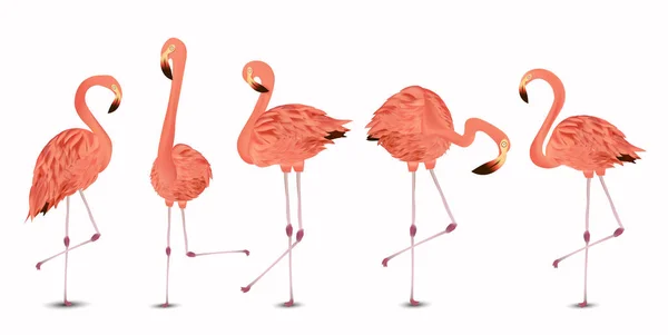 Flamingo růžové na bílém pozadí. Exotický Ptačí Flamingo. Realistická vektorová ilustrace — Stockový vektor