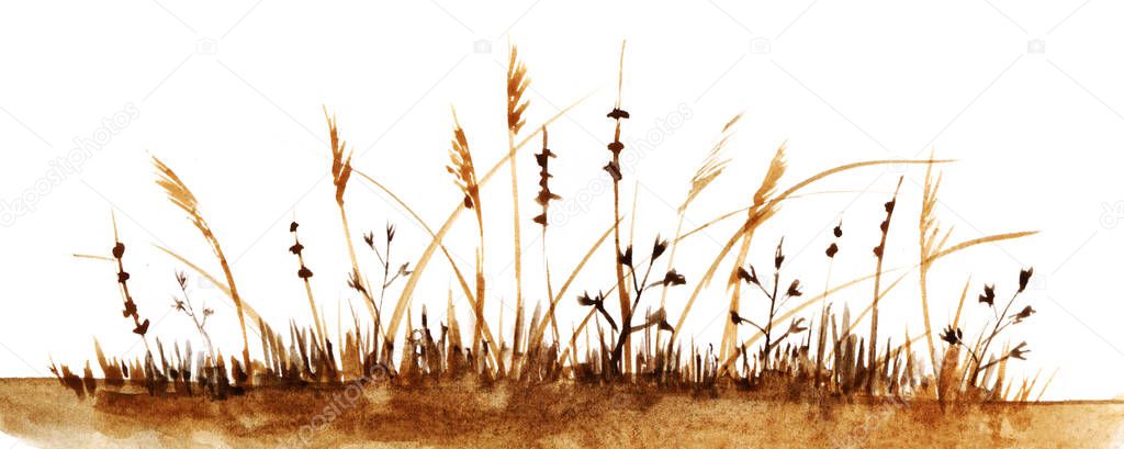 Watercolor autumn landscape in brown shades. Withered grass with high ripe spikelet on white background. Hand drawn illustration of autumn field. Harvest time