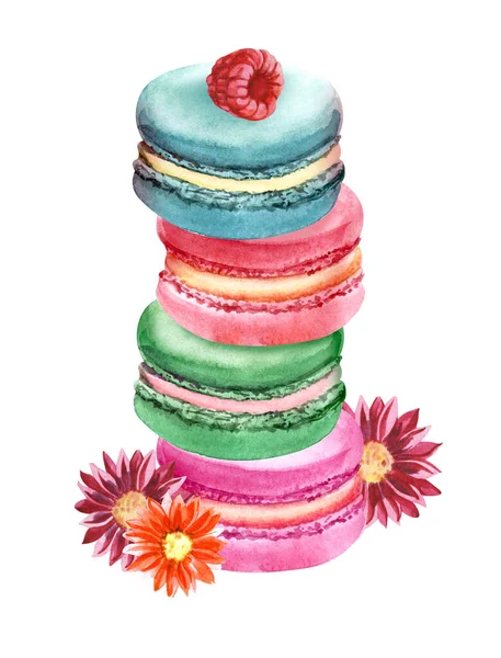 Imagem aquarela de torre de quatro macaroons brilhantes que estão um em outro com a única framboesa no topo. Biscoitos de amêndoa desenhados à mão decorados com margaridas e isolados em fundo branco. Assine para café — Fotografia de Stock