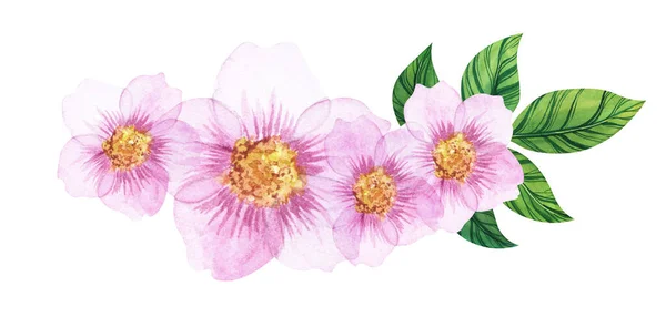 Akvarell blommönster isolerad på vit bakgrund. Fyra vackra rosa blommor med gula kärnor och gröna strikta blad. Handritad illustration av äppelblommor. Dekorativa element — Stockfoto