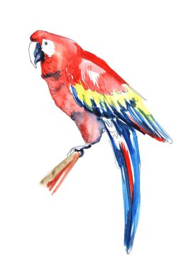 Watercolor image of macaw parrot isolated on white background. Exotic bird with bright and colorful plumage, in which red and yellow colors are whimsically combined with blue and light blue clipart