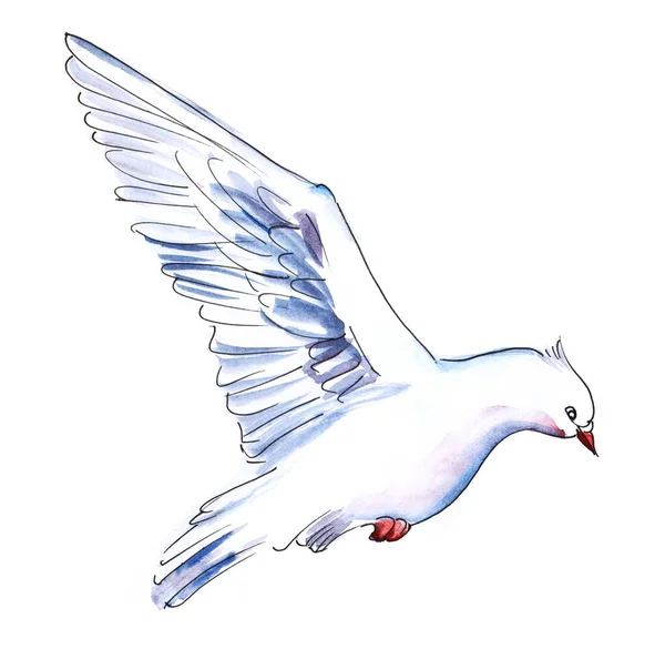 Imagen en acuarela de una linda paloma blanca voladora aislada sobre fondo blanco. Símbolo tradicional de amor por la boda. Ilustración dibujada a mano de pájaro mensajero —  Fotos de Stock