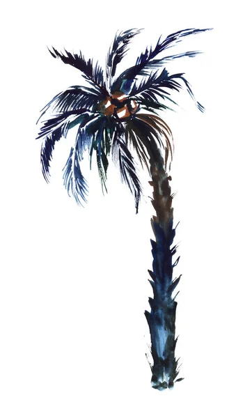 Aquarell-Bild einer einzelnen Kokospalme auf weißem Hintergrund. Tropischer Baum mit dicken, breiten Blättern an der Spitze, struppigem, gebogenem Stamm und reifen Früchten. Handgezeichnete botanische Illustration — Stockfoto