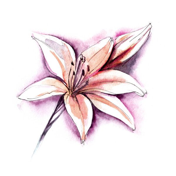Акварельное изображение нежной розовой лилии на белом фоне. Цветущая цветочная голова с длинными изогнутыми лепестками и нераспечатанным бутоном в сиреневом свечении. Ручная ботаническая иллюстрация садового растения