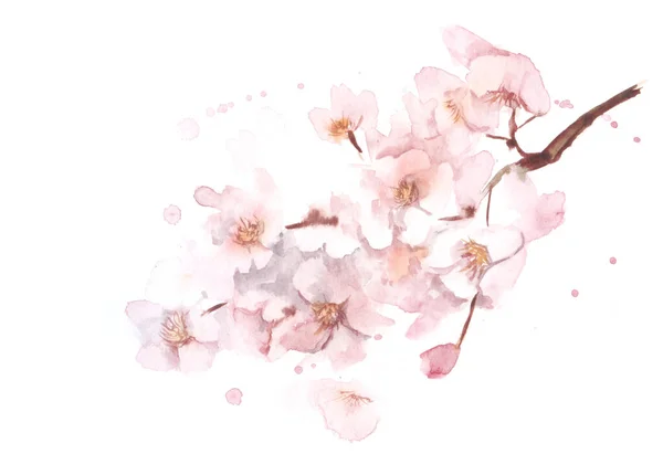 Акварель ніжне зображення розмитої вишневої гілки з великою кількістю дрібних ніжних рожевих квітів з пелюстками, що падають на білому тлі. Ручна намальована весняна ілюстрація Стокове Зображення