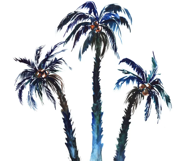 Imagen en acuarela de elegantes palmeras oscuras aisladas sobre fondo blanco. Tres árboles exóticos con hojas gruesas anchas en la parte superior y troncos peludos que crecen en diferentes direcciones. Ilustración botánica —  Fotos de Stock