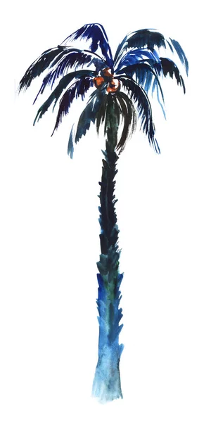 Акварель темне зображення однієї кокосової пальми ізольовано на білому тлі. Високе тропічне дерево темно-синього кольору з товстим широким листям і стиглим фруктами. Ручна намальована ботанічна ілюстрація Стокова Картинка