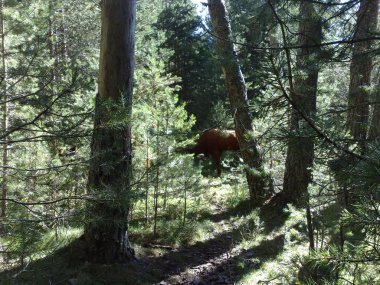deniz, plaj, Dalış,