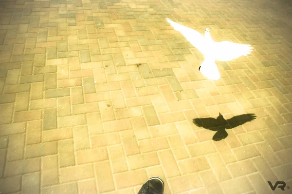 Kasaba ve onun gölge beyaz güvercin