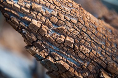 Ahşap doku, ağaç yakın çekim kabuğu 