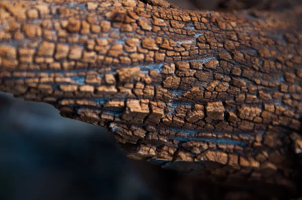 Ahşap doku, ağaç yakın çekim kabuğu 