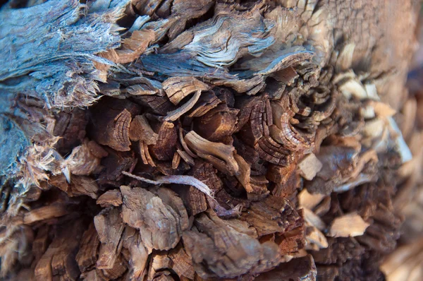 Ahşap doku, ağaç yakın çekim kabuğu 