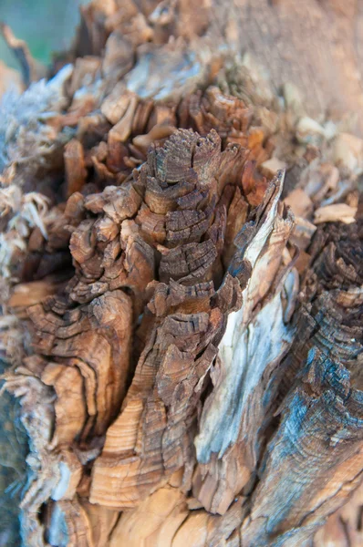 Ahşap doku, ağaç yakın çekim kabuğu 