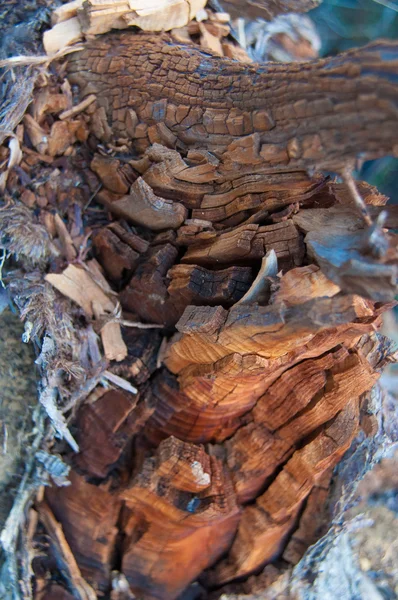 Ahşap doku, ağaç yakın çekim kabuğu 