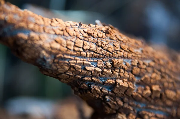 Ahşap doku, ağaç yakın çekim kabuğu 