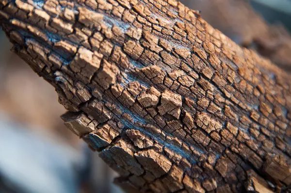 Ahşap doku, ağaç yakın çekim kabuğu 