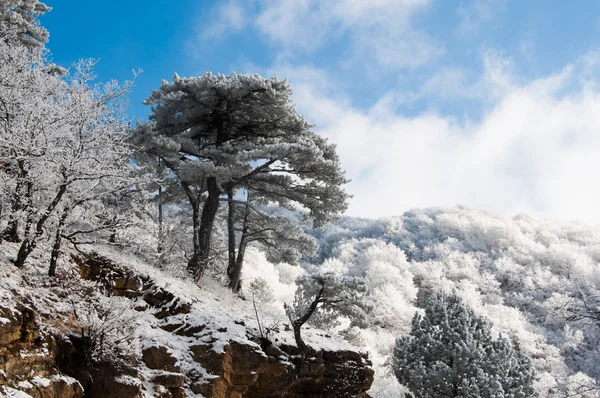 Pick bir dağın üzerinde ağaç. Deniz kıyısında kışın.