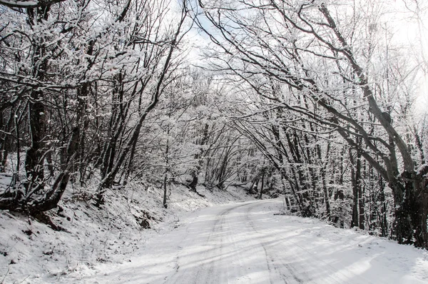 Kışın dağ orman. Kar tepelerde yolda. 