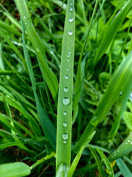 Fresh morning dew on green grass