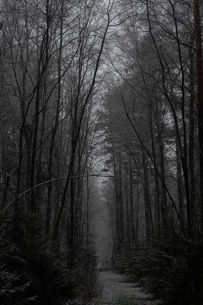 Dark mystical forest and fog