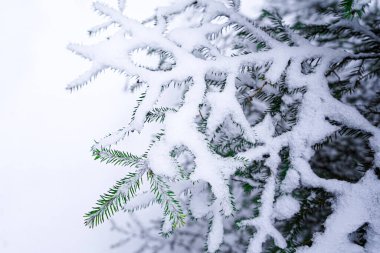 Snowy Christmas Tree branch under snow