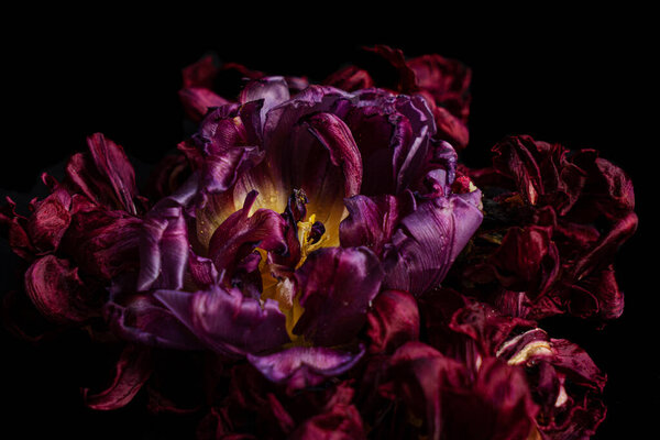 Faded tulip leaves on black background