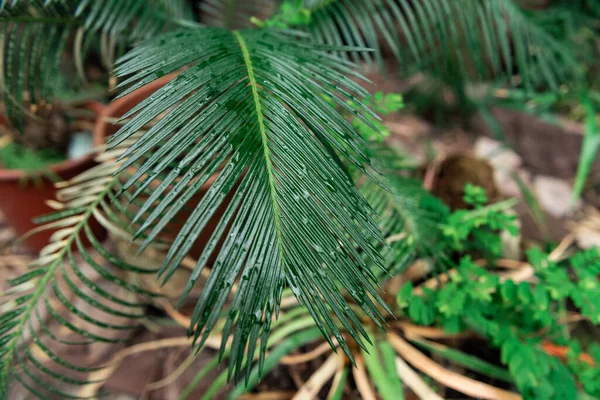 熱帯植物や多くのヤシの木がある温室 緑の植物 ロイヤリティフリーのストック画像