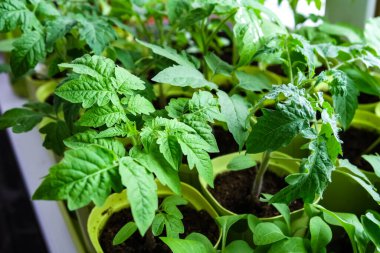 Pencere kenarındaki tohumlardan yetişen ilk tohumlar. Turba saksılarındaki fidanlar. Genç bitkilerin ekilmesi. Tarım tohumları için toprak tepsileri..