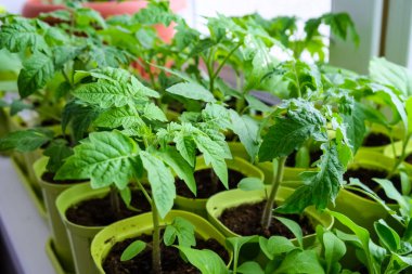 Pencere kenarındaki tohumlardan yetişen ilk tohumlar. Turba saksılarındaki fidanlar. Genç bitkilerin ekilmesi. Tarım tohumları için toprak tepsileri..