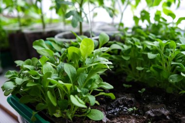 Pencere kenarındaki tohumlardan yetişen ilk tohumlar. Turba saksılarındaki fidanlar. Genç bitkilerin ekilmesi. Tarım tohumları için toprak tepsileri..