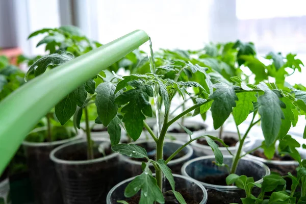 Early seedlings grown from seeds at home on the windowsill. seedlings in peat pots.Sowing of young plants, trays with land for agricultural seedlings.