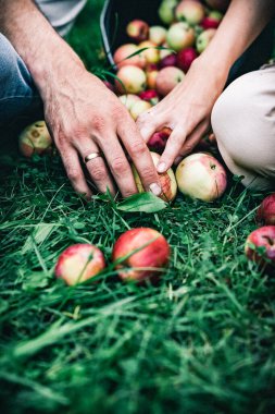 Hasat. Elmalar. İnsanların elleri. Çimlerin üzerinde kırmızı elmalar. Bir kova elma..