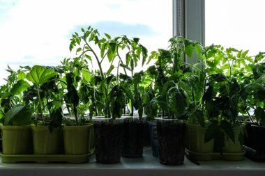 Pencere kenarındaki tohumlardan yetişen ilk tohumlar. Turba saksılarındaki fidanlar. Genç bitkilerin ekilmesi. Tarım tohumları için toprak tepsileri..