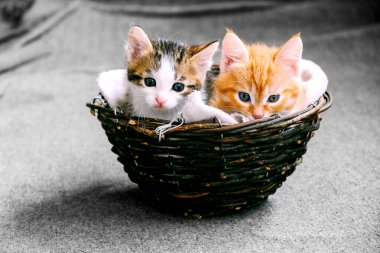 Bir sepette iki kedi yavrusu. Kırmızı ve gri bir kedi yavrusu.