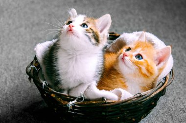 Bir sepette iki kedi yavrusu. Kırmızı ve gri bir kedi yavrusu.