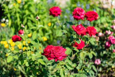 Yeşil çimenlerin üzerinde kırmızı gül çiçekleri. Çiçekli bahçe