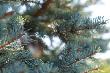 Ladin ağacının dallarında örümcek ağları. Mavi köknar ağaçları. Çam ağacı. Arka plan bulanık. Yakın plan..